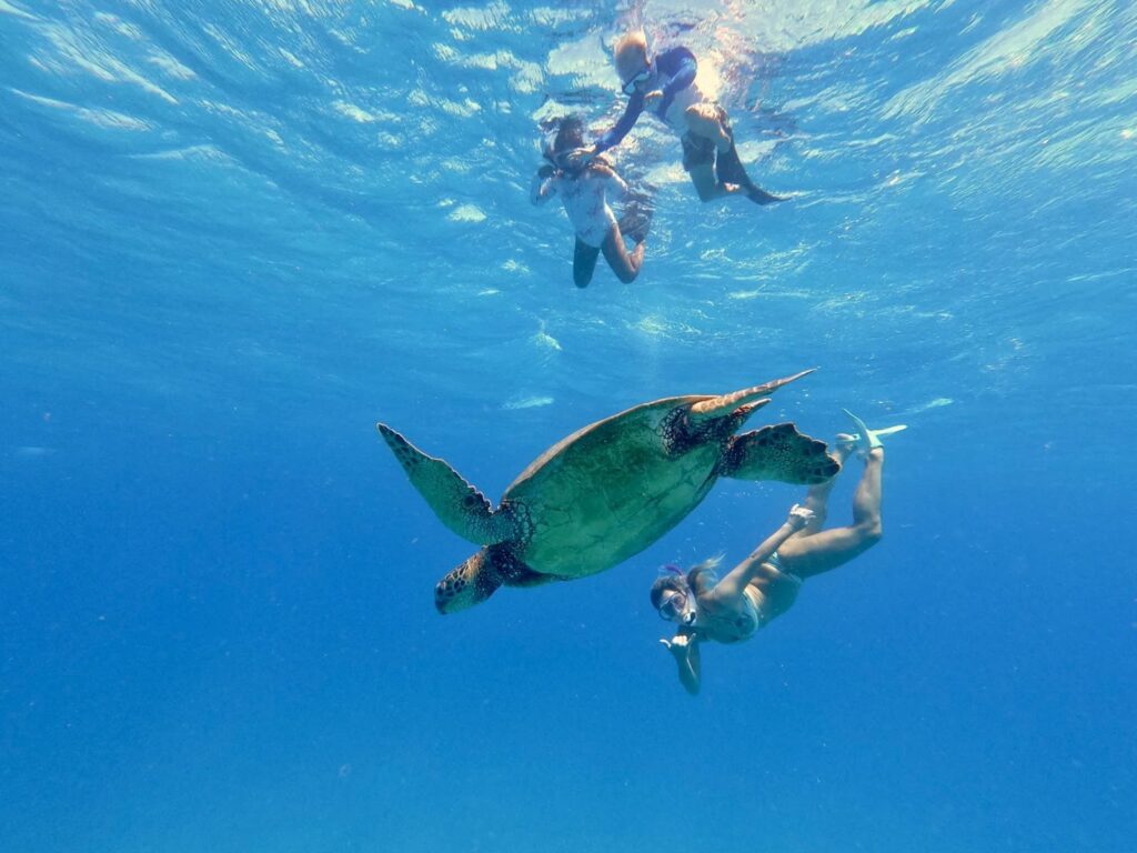 Visitors spotting a turtle while snorkeling in Waikiki.