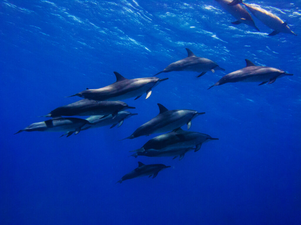 A group of whales spotted in Waikiki. 