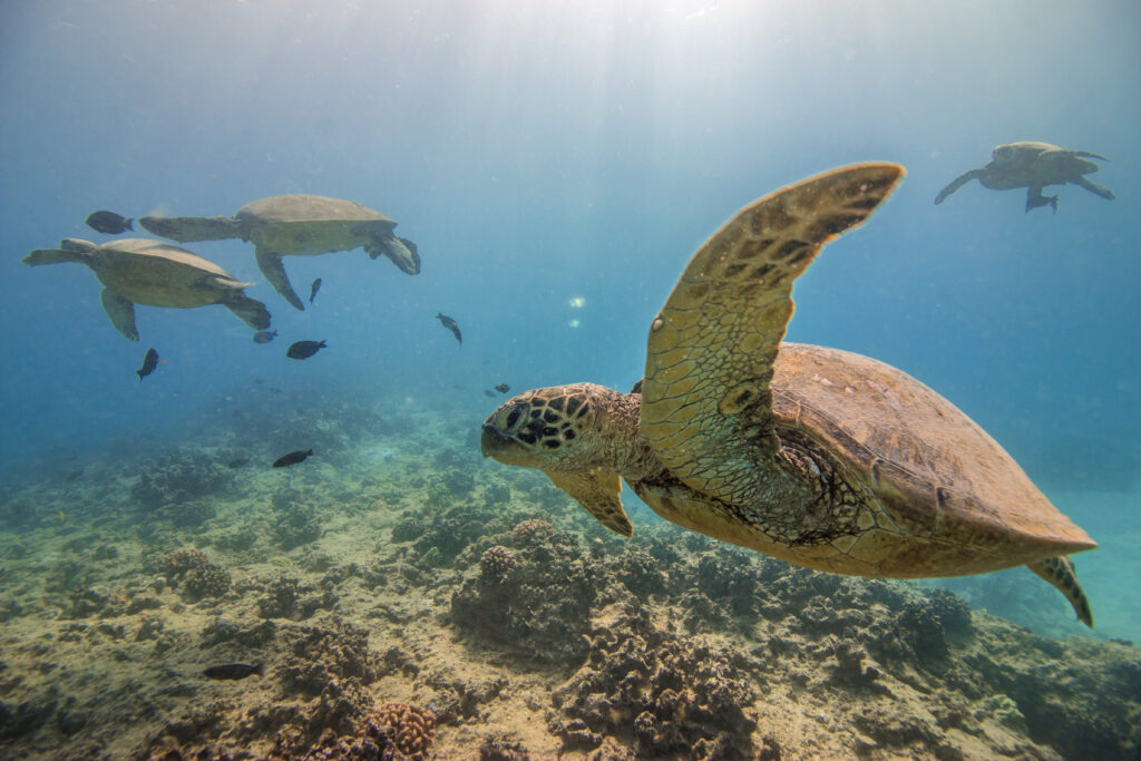 Hawaiian green sea turtles swimming over a coral reef at Turtle Canyon, Oahu, in clear blue ocean water.
