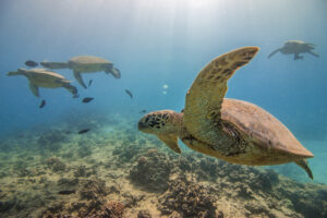 Hawaiian green sea turtles swimming over a coral reef at Turtle Canyon, Oahu, in clear blue ocean water.