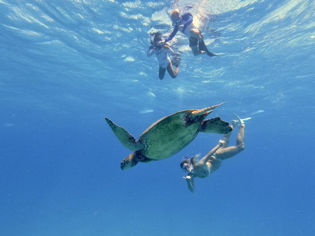 Snorkelers swimming with a Hawaiian green sea turtle at Turtle Canyon, Oahu, in clear blue ocean water.