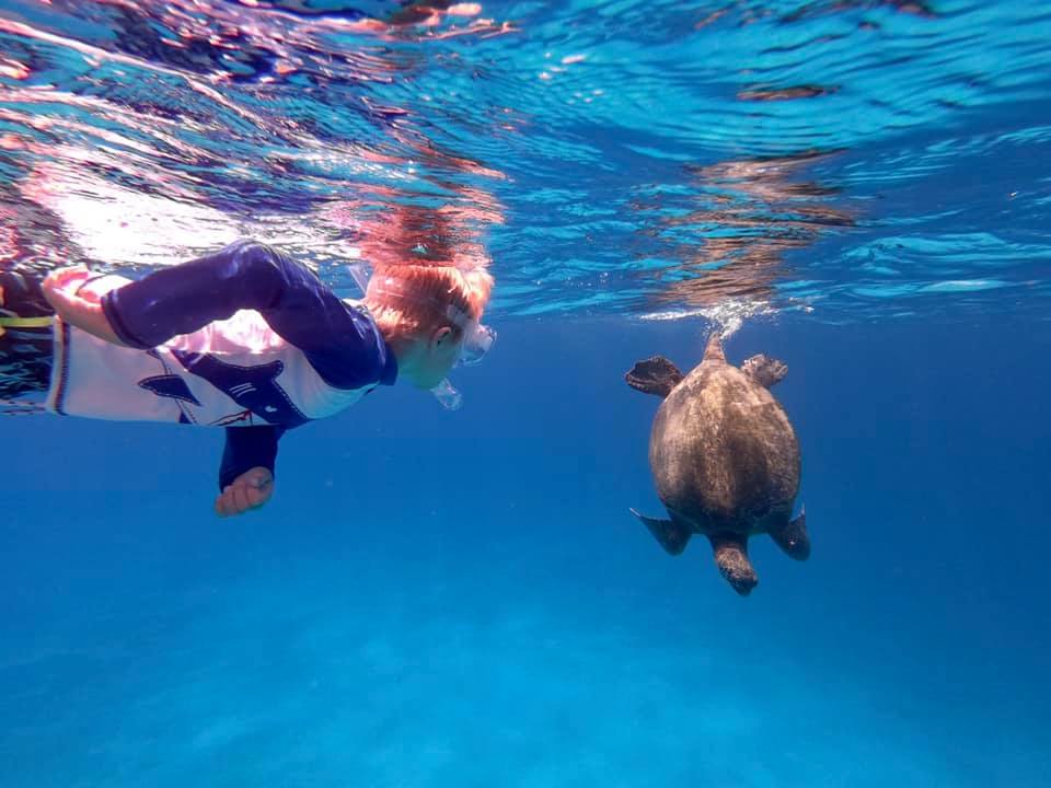Snorkeling scene at Turtle Canyon, Waikiki.