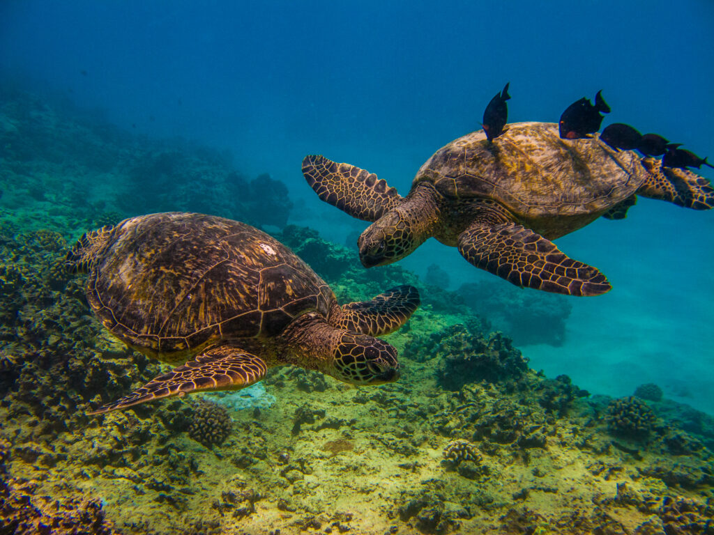 Two sea turtles swimming underwater with fish resting near their shells, surrounded by coral reefs.
