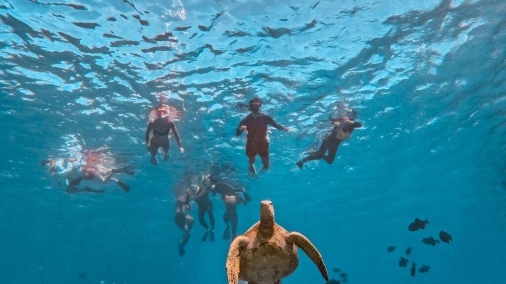 Snorkelers observe sea turtle in clear blue ocean.